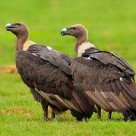 Vulture Conservation