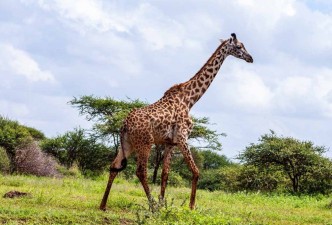 Amboseli National Park