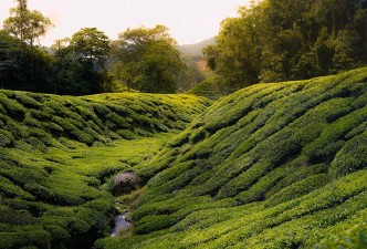 Cameron Highlands