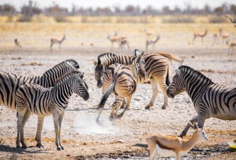 Etosha National Park