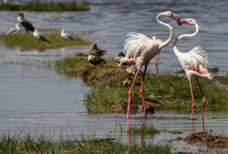 Lake Nakuru