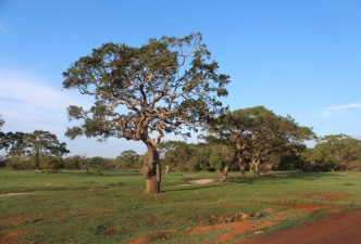 Connected to the Sri Lanka’s Wildlife