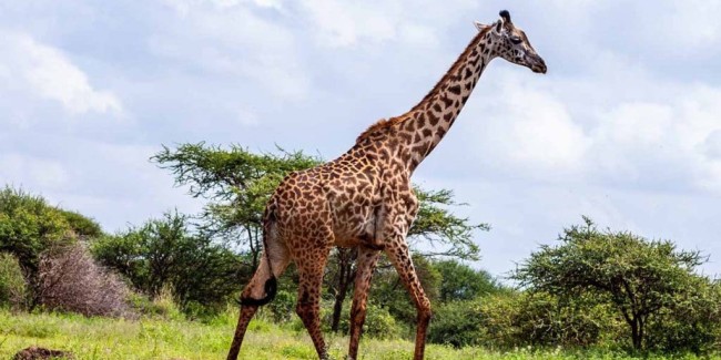 Amboseli National Park