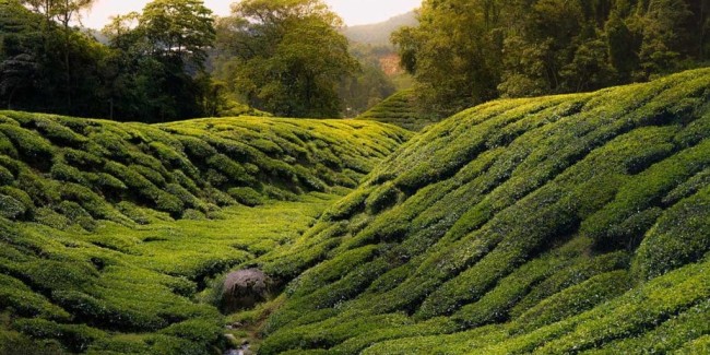 Cameron Highlands