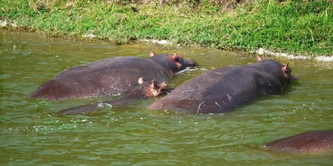 Kazinga Channel