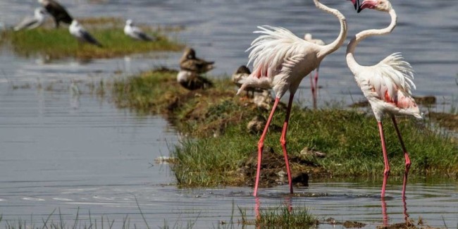 Lake Nakuru